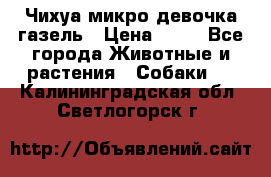 Чихуа микро девочка газель › Цена ­ 65 - Все города Животные и растения » Собаки   . Калининградская обл.,Светлогорск г.